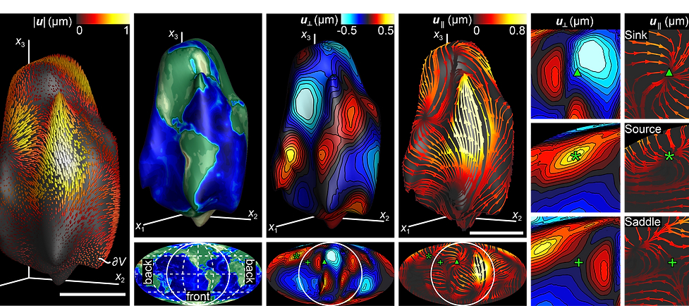 3D Neutrophil Traction Measurements in 3D Collagen Gels