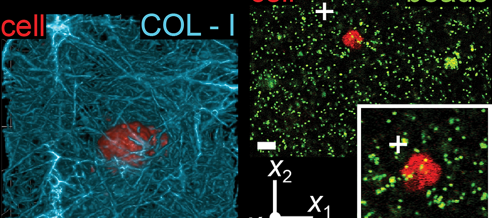 Visualizing collagen I microstructure around migrating human neutrophils