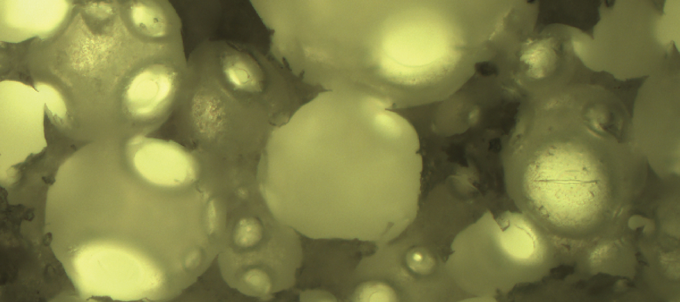 Microscopic images of cells