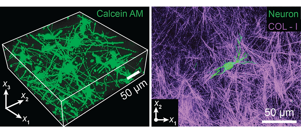 3D neural cell culture in collagen fiber network