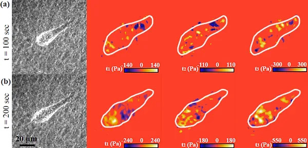 3D Viscoelastic Traction Force Microscopy (3D VTFM) illustration