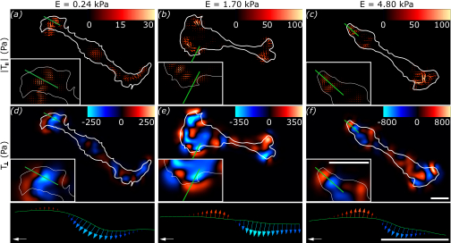 Large Deformation 3D Traction Force Microscopy (LD 3D TFM) illustration